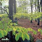 40-50 C 50-60 C Sol 100-125 K Sol 125-150 K FAGUS - sylvatica FK GOTTÅSA E/FK HALLANDSÅS E bok Zon 1-4. Höjd 20-25 m, bredd 15-20 m.