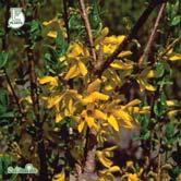 Forsythia trivs i varma, näringsrika och väldränerade jordar i soligt läge. - x intermedia 'Freja' E hybridforsythia Zon 1-3. Höjd 2-2,5 m, bredd 2-2,5 m. c/c 1,5 m.