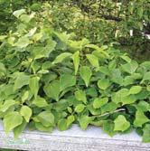 TRÄD OCH BUSKAR HEDERA - HOLODISCUS HEDERA helix (Buskformiga) 'Arborescens' buskmurgröna Zon 1-2. Höjd 1-2 m, bredd 1-2 m. Adult form av H. helix. Städsegrön, rundad, ej klättrande buske.