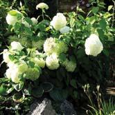 HYDRANGEA TRÄD OCH BUSKAR HYDRANGEA Hortensior är eleganta buskar med friskt grönt bladverk och magnifika blomställningar.
