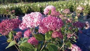 Väldränerad men fuktighetshållande, mullrik, porös och kalkfri jord är idealet. Sol-lätt skugga. Solitär eller i grupp. Många hortensior, i synnerhet sorter av H. macrophylla och H.