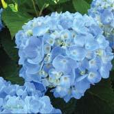 TRÄD OCH BUSKAR HYDRANGEA - - THE ORIGINAL ('Bailmer') hortensia Zon 1-4. Höjd 1-1,5 m, bredd 1-1,5 m.