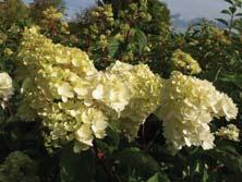 HYDRANGEA TRÄD OCH BUSKAR - - SUNDAE FRAISE ('Rensun'*) vipphortensia Zon 1-3. Höjd 1-1,2 m. Kompakt form av VANILLA FRAISE. - - VANILLA FRAISE ('Renhy'*) vipphortensia Zon 1-5.