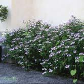 De är inledningsvis vita och går sedan successivt över i rosa och mörkrosa för att avsluta i praktfullt vinrött.