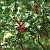 ILEX - JUGLANS TRÄD OCH BUSKAR - x meserveae 'Blue Angel' blå järnek Zon 1-4. Höjd 1-2 m, bredd 1-1,5 m. Honklon som ger rikligt med röda bär. Buske med kompakt växtsätt och mörkt blågröna blad.