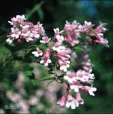 Höjd 1-1,5 m, bredd 0,8-1,2 m. c/c 1 m. Sort med dubbla blommor. I övrigt som arten. KOLKWITZIA - amabilis paradisbuske Zon 1-5. Höjd 2-3,5 m, bredd 2-3 m. c/c 1,5 m.