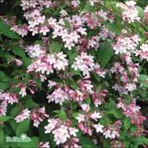 KOLKWITZIA - LIGUSTRUM TRÄD OCH BUSKAR - - 'Pink Cloud' paradisbuske Zon 1-4. Höjd 2-3 m, bredd 2-3 m. Sort med kompakt växtsätt och intensivt mörkrosa blommor.