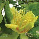 TRÄD OCH BUSKAR LIRIODENDRON - LONICERA LIRIODENDRON - tulipifera tulpanträd Zon 1-2. Höjd 15-20 m, bredd 8-10 m. Tulpanträd växer på gynnsamma lokaler kraftigt med länge genomgående stam.