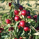 MALUS TRÄD OCH BUSKAR - 'Rescue' barnäpple Zon 1-6. Höjd 2-4 m, bredd 3-4 m.