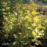 PHYSOCARPUS TRÄD OCH BUSKAR - - 'Dart's Gold' smällspirea Zon 1-5. Höjd 1,5-2 m, bredd 1 m. c/c 1-1,5 m. Guldgult, mycket effektfullt bladverk.