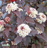 Sol 80-100 C Sol 100-125 C Sol 125-150 K Sol 150-200 K - - LITTLE ANGEL ('Hoogi016'*) smällspirea Zon 1-3. Höjd 0,9-1,2 m, bredd 0,8 m.