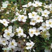 POPULUS - POTENTILLA TRÄD OCH BUSKAR - trichocarpa 'Kiruna' E jättepoppel Zon 4-7(8). Höjd 20-25 m, bredd 10-12 m. Starkväxande stort träd, relativt smalt upprättväxande.