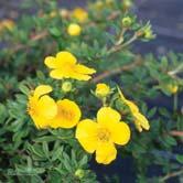 TRÄD OCH BUSKAR POTENTILLA - - 'Goldteppich' tok Zon 1-5.