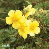 Låg- och bredväxande. Guldgula blommor. - - 'Longacre' E tok Zon 1-4.