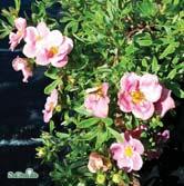 Lång blomningstid.