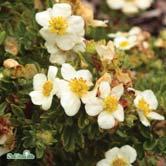 TRÄD OCH BUSKAR POTENTILLA - PRUNUS - - 'Tilford Cream' tok Zon 1-5. Höjd 0,4-0,5 m, bredd 0,6 m. Gräddvita blommor. Busk C2 - tridentata 'Nukk' tretandsfingerört Zon 1-7. Höjd 0,1-0,2 m.