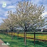 PRUNUS TRÄD OCH BUSKAR - avium FK LUGNÅS/ULTUNA E fågelbär, sötkörsbär Zon 1-4(5). Höjd 15-20 m, bredd 10-15 m. Fågelbär är vildväxande i Sverige upp till en linje från Värmland till Uppland.