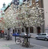TRÄD OCH BUSKAR PRUNUS - x eminens 'Umbraculifera' klotkörsbär Zon 1-5. Klotkörsbäret har en rundad krona, även som äldre. Denna kan bli 4 meter hög och bred. Den är i regel ympad på stam av fågelbär.