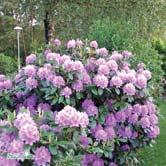 RHODODENDRON TRÄD OCH BUSKAR - - 'Catawbiense Grandiflorum' parkrododendron Zon 1-5.