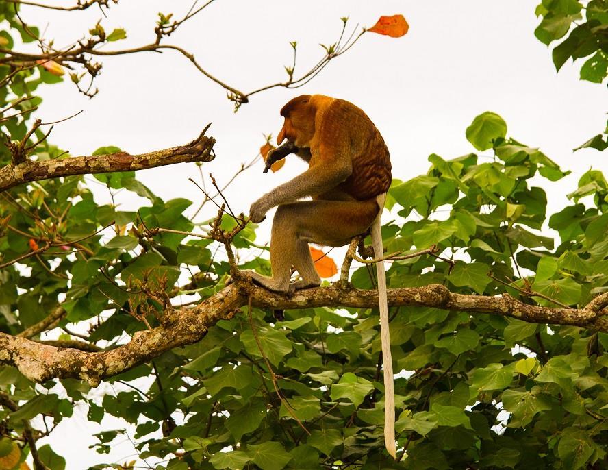 BAKO NATIONALPARK Så här skrev Lage på FB: Näsapan