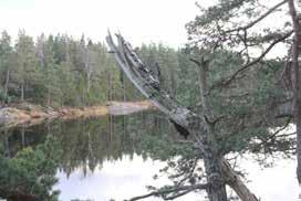 19 Översyn av behovet av långsiktigt skydd för de mest värdefulla mossarna (med omgiv myrar) som finns med i Naturvårdsverkets rapport 5670 april 2007 Myrskyddsplan för Sverige.