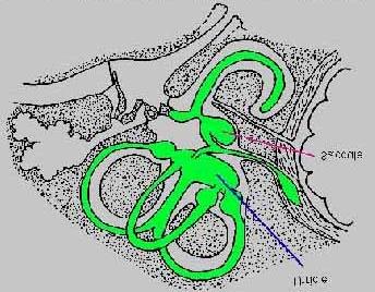 Proprioception Sinnesintryck av vilken position kroppen har i förhållande till jorden.