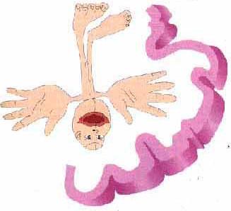 Homunculus -the topographical representation of the relative amount of brain devoted to various parts of the body Somatosensory