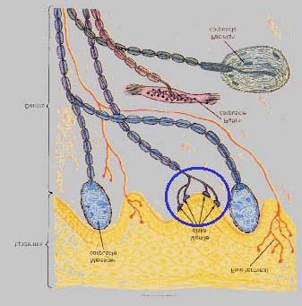 Taktila sinnet Känselnerv Fibertyp Bästa stimuli Känselintryck Pacinian corpuscle RA II snabb vibration djup vibration Meissner corpuscle RA I picka på skinnet pickande Ruffini endings SA II