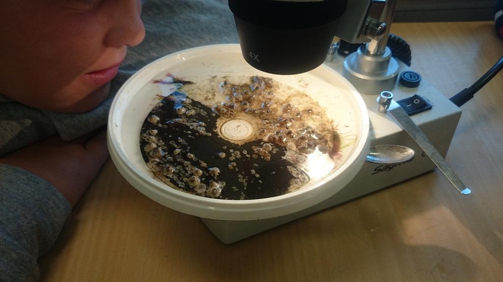 Utveckling av arbetsmetoder och material Den nya problemställningen är om man kan se skillnad på påväxt beroende på hur mycket solljus som racken utsätts för. Då har vi två variabler.