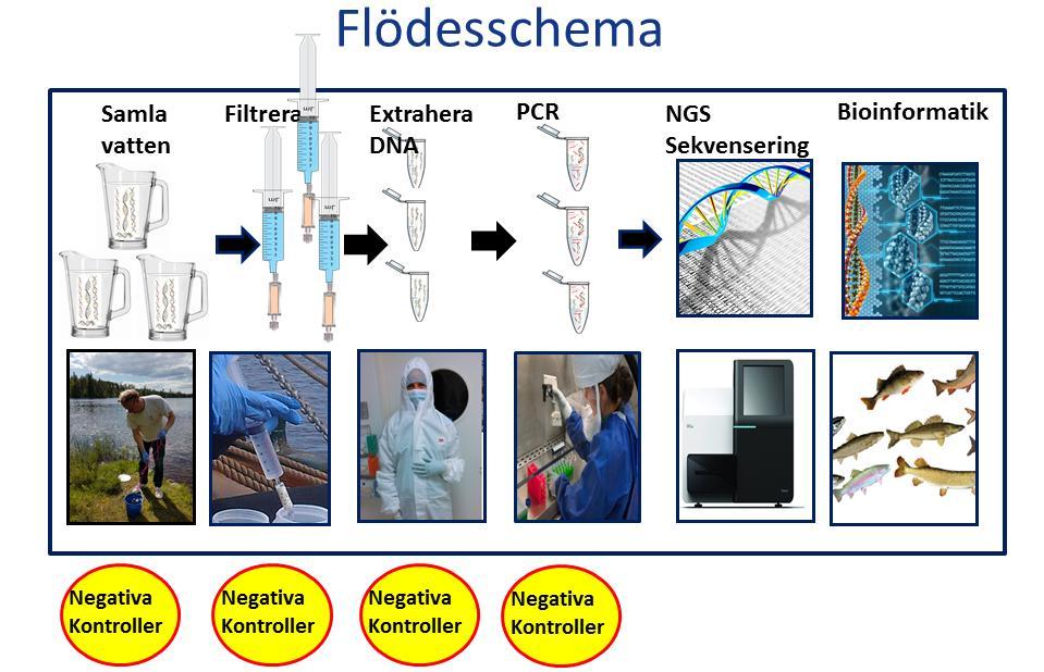 2.2. Laboratoriearbete 2.2.1. Extraktion, PCR och sekvensering Flödesschemat i figur 3 beskriver ednaprocessen från insamling till analys. edna utvanns (extraherades) enligt protokoll i Spens et al.