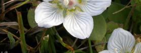 Slåtterblomma, foto Sture