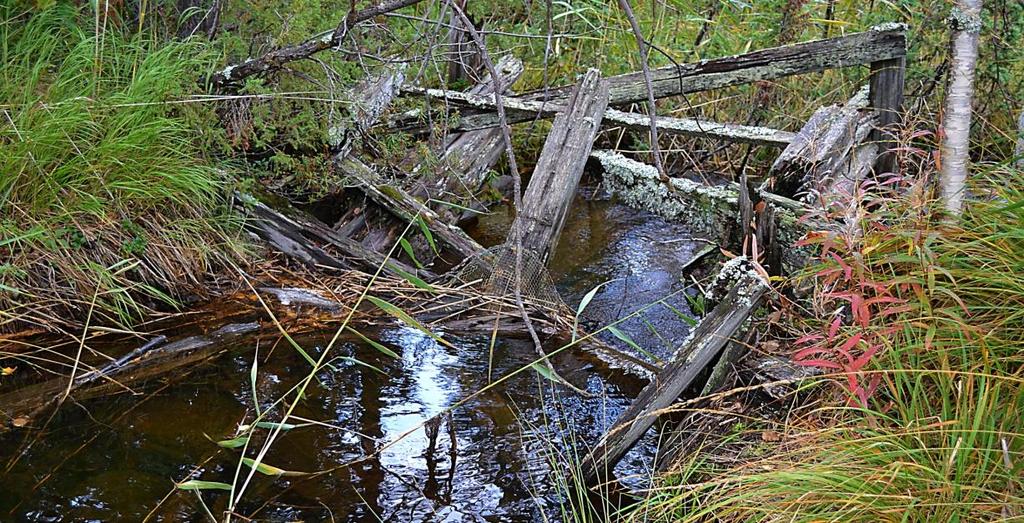 A) Bilden visar vägtrumma nr. 7 där bäcken passerar vägen, pil 1 pekar på översvämning/högvattentrumma och pil 2 pekar på trumman där bäcken passerar och som utgör vandringshindret.