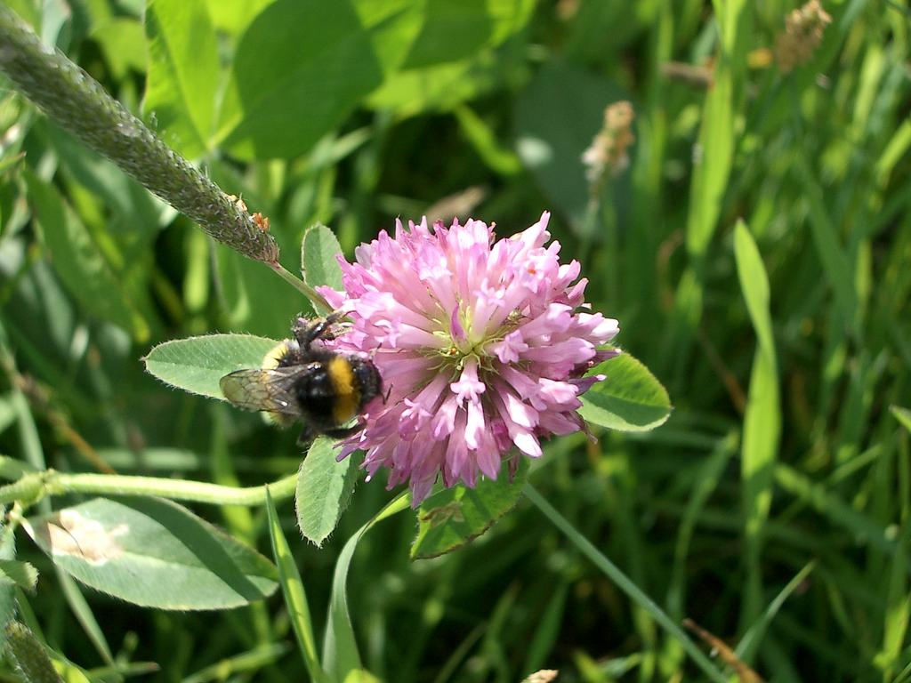 Institutionen för norrländsk jordbuksvetenskap Innehåll av fytoöstrogen i olika rödklöversorter Content of phytoestrogens in red clover varieties Foto: Annika Höjer Gun Bernes, Annika Höjer, Anne-Maj
