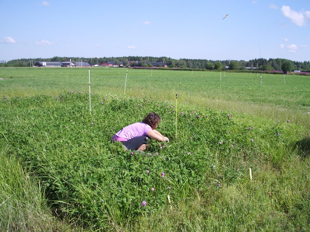 År 2012 togs en första skörd i försöken den 21 juni. Provtagningen för vår studie gjordes i återväxten vid två olika utvecklingsstadier.