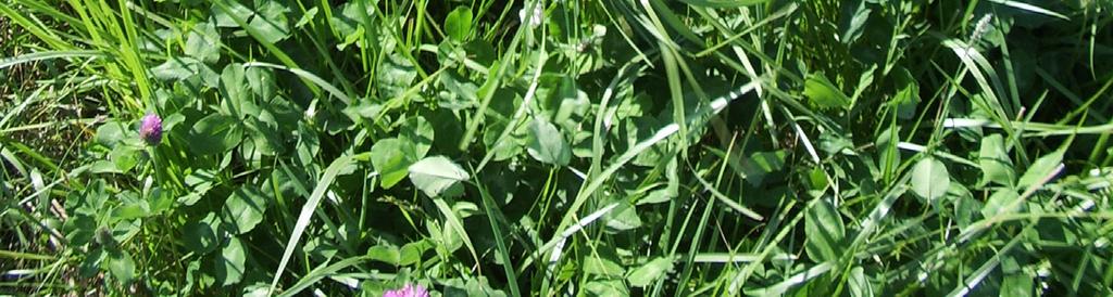 De olika fraktionerna torkades och vägdes på nytt. I den andra delen delades rödklöverplantorna upp i blad, petiol (bladskaft), stam och blomma/ blomknopp. Fraktionerna torkades och vägdes.