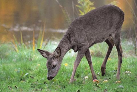 Det är du som medlem i kan påverka föreningen mot önskvärda mål, som vi måste arbeta för. Plats: Församlingshemmet, Svarttorp, se bifogad karta.