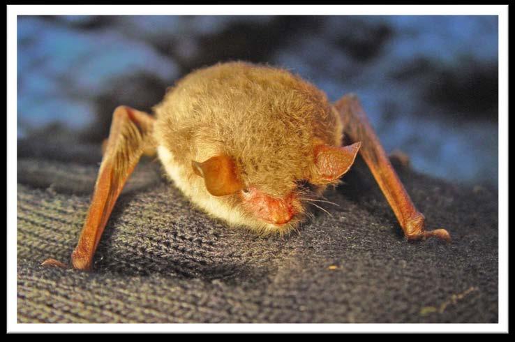 Bilaga 1. Fladdermusarter som påträffats i Eriksberg Fransfladdermus, Myotis nattereri.