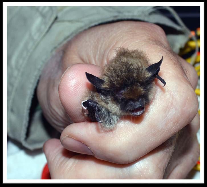 bilden föreställer mustaschfladdermus (Myotis mystacinus), men det är mer troligt att det är den närstående släktingen taigafladdermus