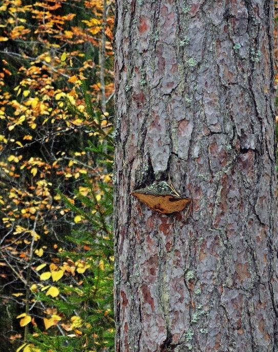 (Myotis nattereri). Johnny de Jong har varit ansvarig för arbetet, genomfört fältarbetet, granskat ljudanalyserna och författat rapporten.