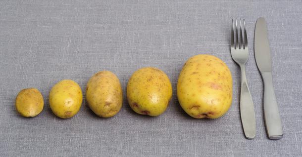 Potatis 0 1 2 3 4 5 6 7 8 9 10 11 12 13 14 15 16 17 18 19 20 21 22 7,5 11,5 AT11 AT15 22,5 7,5 cm 11,5 cm 22,5 cm AT11 AT12 AT13 AT14 AT15 REFERENS Välj den potatis som bäst motsvarar storleken på