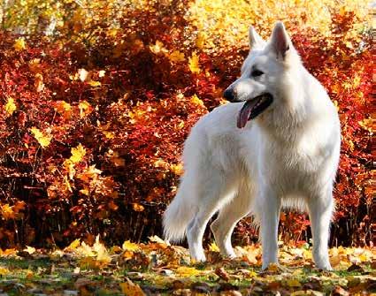Styrelsen Klubbens adress: Vit Herdehundklubb c/o Åberg Bärvägen 6 961 48 Boden Ordförande: Gunilla Andersson ordf@vitherdehund.