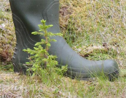 Granplantan kommer möjligen att mogna till fullstort träd först om 200 år.