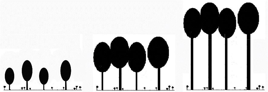 22 Sammanfattning Mats: Med ökande storlek hos de största träden i en fullskiktad skog upprätthålls maximal bladyta av allt färre träd.