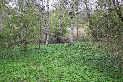7.1.1 Värdefulla naturområden Objekt 1 Blandskog Påtagligt naturvärde En skogsdunge vid Trehörningens utlopp med viden och unga triviallövträd.