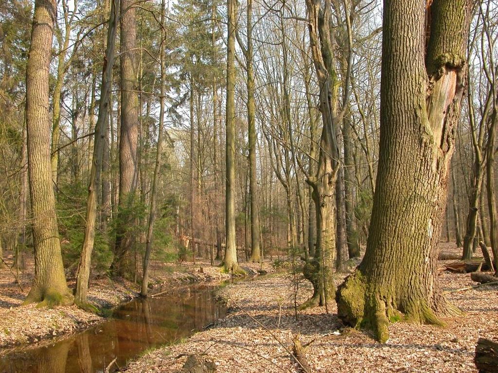 Det svenska skogliga planeringsverktyget Heureka Forestry Decision Support System rymmer hela beslutsstödsprocessen, från datainventering till verktyg som använder beslutsstödstekniker