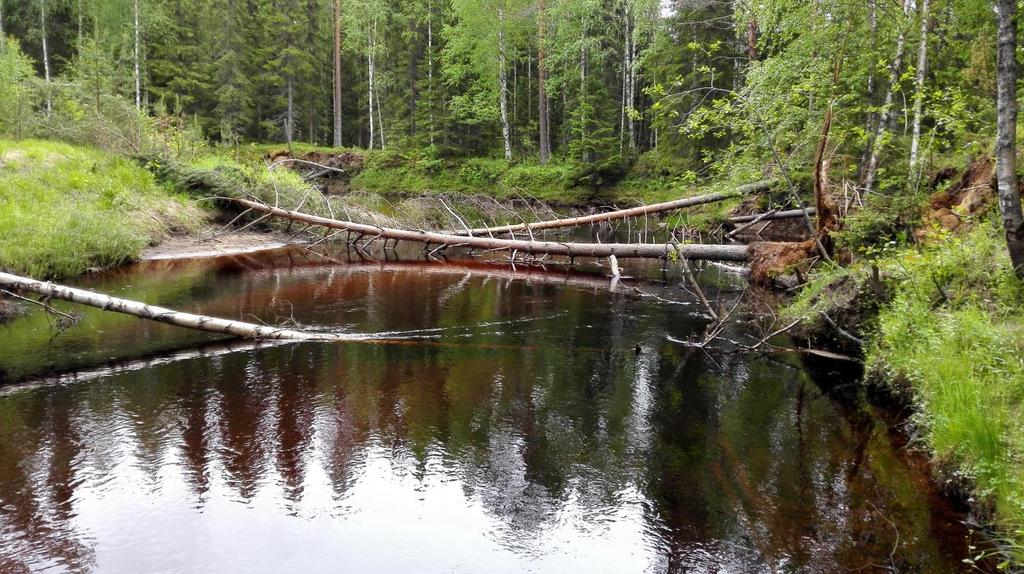 Figur 2. Grov död ved i ett finskt vattendrag. Foto: Sirpa Piirainen Av dessa 25 studier utfördes åtta i Finland, åtta i Sverige och en i Polen. Alla dessa 17 studier är publicerade på engelska.