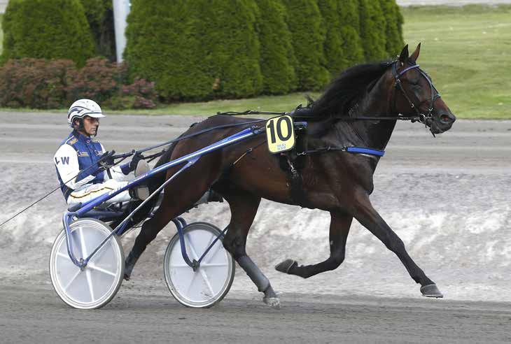 månadens häst maj2016 Tiger Williams Foto: Hanold/Foto-Mike Foto:Micke Gustafsson/Foto-Mike Valack 4 år e. So Perfect (Fr) u. Sunbird Zophie ue.