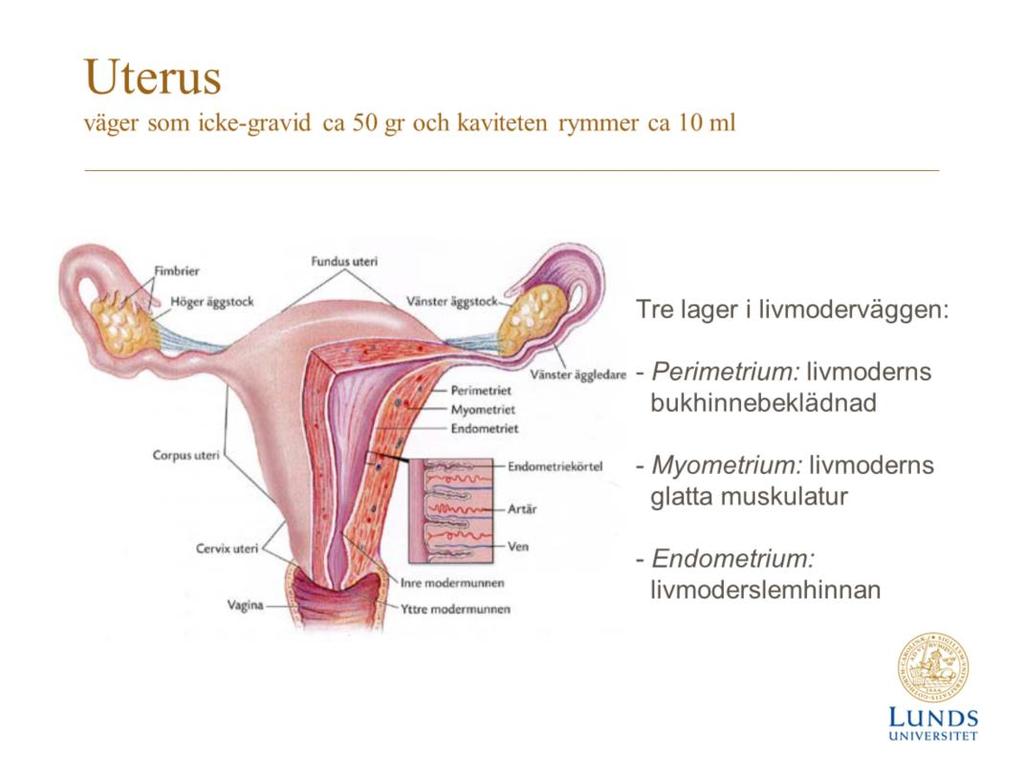 Myometrium, mitten - glatt muskulatur Perimetrium, ytterst - bindväv - stora kärl - på vissa delar täckt av peritoneum