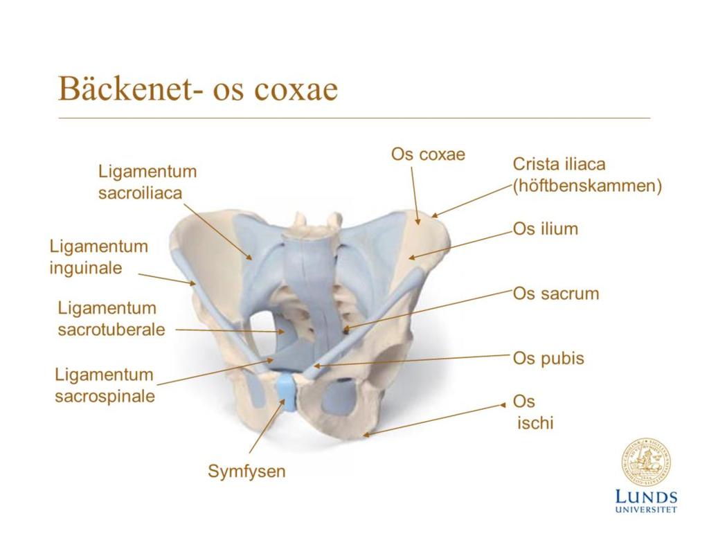 Os sacrum- flexibel sacrum- har betydelse för förlossningsställning Birth positions that take the weight off the sacrum and could be categorized as flexible sacrum positions are kneeling, standing,