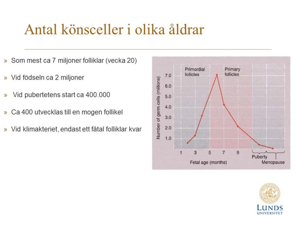 Primordialfollikel är en primär oocyt omgiven av ett lager granulosaceller. Primärfollikeln uppstår när zona pellucida bildas innanför granulosacellslagret.